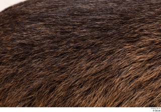 Nutria back fur 0006.jpg